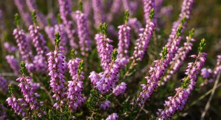 Close-up of vibrant purple heath flowers