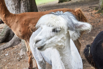 Funny portraits of curious alpacas.