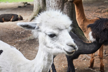 Funny portraits of curious alpacas.