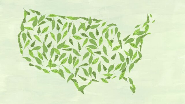 Motion graphics with green plant leaves appearing and forming the map of the United States