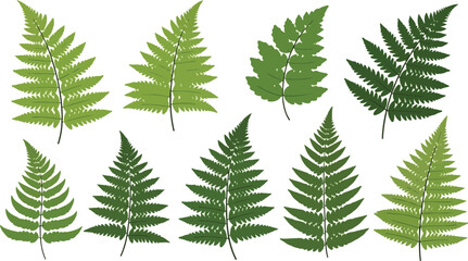 Collection of green fern leaves, natural plant elements for design and decoration isolated on white background © Donjuan Visual