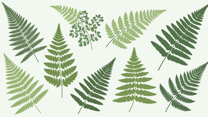 Various illustrations of fern leaves showcasing different shapes and shades of green on a white background © Donjuan Visual