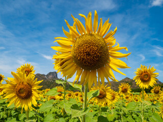 A beautiful sunflower field on a sunny day features countless bright yellow blooms facing the sun under a clear blue sky