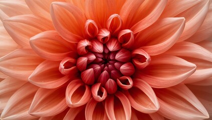 Radial Bloom in Shades of Orange, Red, and White with Delicate Petal Textures.