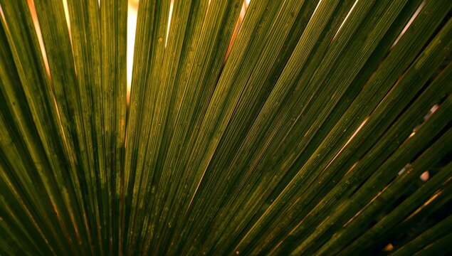 Radial Green Textures. A Study in Parallel Lines and Sunlight Interplay, Focus on Form.