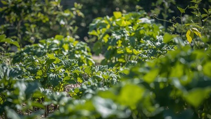 Verdant Expansion. A Study in Leafy Textures, Sunlight, and Gradient Green Hues.