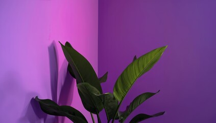 Verdant Foliage in Violet Ambiance. A Study in Color and Form, CloseUp Observation.
