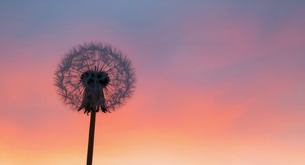 Whispers of the Dusk, a Floral Silhouette Against the Gradient Sky Canvas.