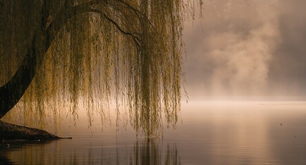 Whispers of Willow, Reflections on Still Water, Golden Lights Embrace.