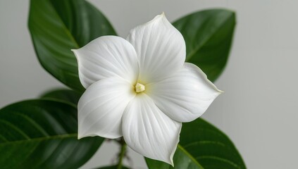 White Petals, Green Leaves. A Botanical Study of Texture and Form in Soft Lighting.