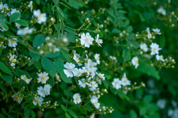 Blooming wild rose with delicate white blossoms and fresh foliage, natural garden plant photographed in spring, suitable for landscaping, biodiversity, pollinator friendly and outdoor visuals.