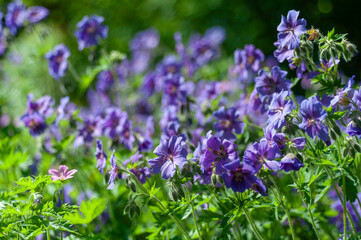 Fototapeta premium Purple cranesbill geranium flowers in bloom with green bokeh, for garden center marketing, horticulture websites, landscaping portfolios, spring flyers, and header backgrounds with copy space.