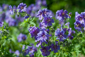 Violet geranium blossoms in outdoor garden, selective focus for plant ID guides, botany education, seed packaging, e-commerce listings, blog covers, social posts, template use, copy space.