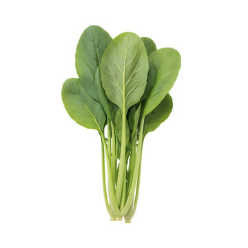 新鮮な小松菜（葉物野菜）