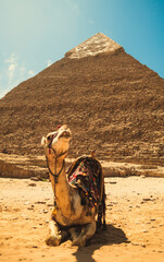 Relaxed Camel Under The Sun In Front Of A Pyramid