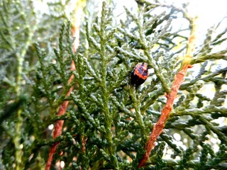 inseto besouro - Coleoptera