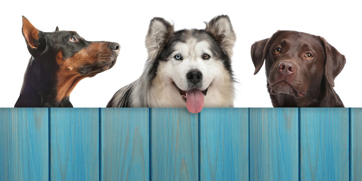 Cute dogs looking out of wooden fence on white background