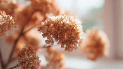 Dried Hydrangea Blooms Displayed in Sunlight Creating Warmth and Texture