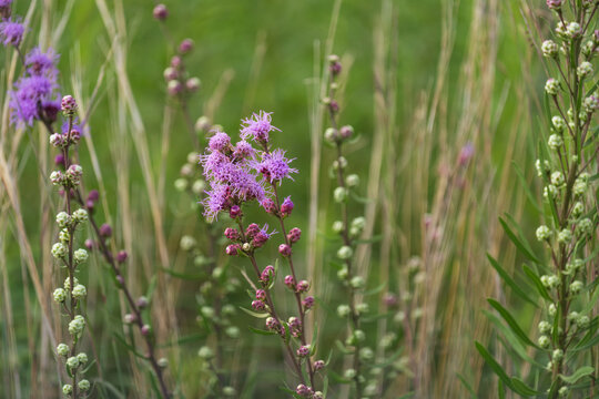 Liatris Prairie Flower Closeup
