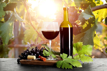 Wine in bottle and glass, fresh grapes, corkscrew on table in vineyard