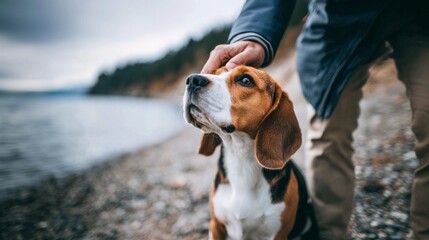 Beagle dog receiving a loving pat on the head from its companion, enjoying a walk along a tranquil lake shore. Dog on a walk
