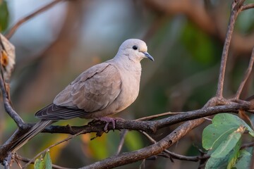 Eurasian collared dove perched on branch amidst nature's serenity.