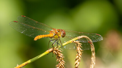 Common darter dragonfly resting . Colourful insect