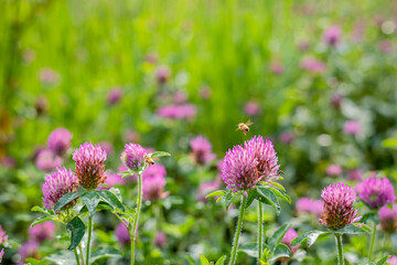 Honey Bee Hovering Over Pink Red Clover Flowers in Sunny Meadow © 완수 안