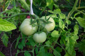 Three green tomato fruits grown in a greenhouse