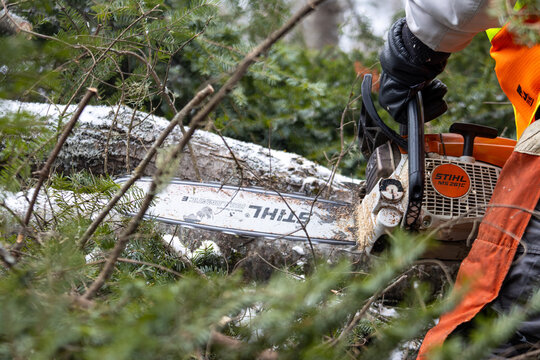 Canada, Quebec, 05 December 2025 : Chainsaw operator cuts fallen snow covered tree in dense forest.