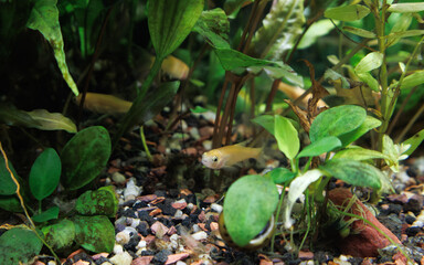 Fathead Minnow, Pimephales promelas, swimming in an aquarium