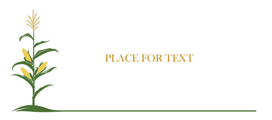 Obraz premium corn cob background isolated on white background