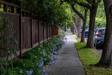 A quiet tree-lined sidewalk in South Yarra, Melbourne, Australia featuring a shaded pedestrian footpath bordered by mature trees, parked cars, and residential fencing.