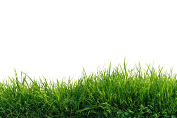 Bright green grass foreground, cut out on black