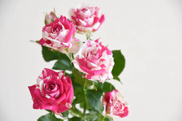 Obraz premium フラッシング