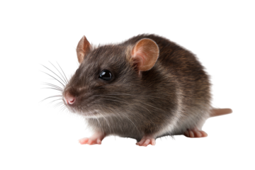 Round brown rat with whiskers, dark eyes, pink nose, isolated