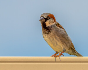 Male House sparrow on the fence