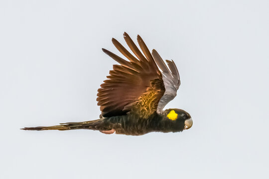 Yellow-tailed Black-Cockatoo (Zanda funerea)