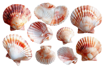Collection of scallop shells, pink and white, arranged against black