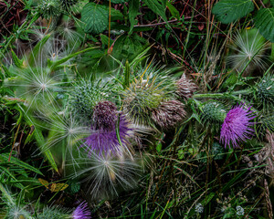 Thistle flowers and seed heads in sharp contrast.