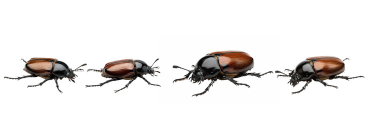Set / Collection of realistic brown beetle insect poses crawling in different positions, detailed entomology illustration, isolated on transparent PNG background, oil paint