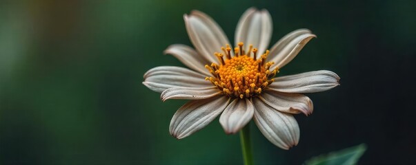 Obraz premium A close-up shot of a wilting, grey-brown flower, its petals drooping and losing their vibrant color, symbolizing failure and decay , disappointment, wilting flower, loss
