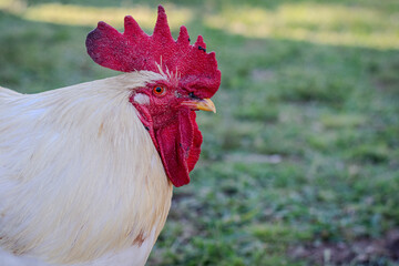 rooster on the farm © Paula