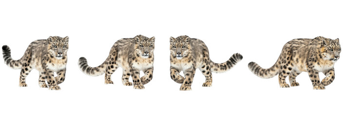 Set of realistic leopard collection isolated on transparent PNG background, oil paint