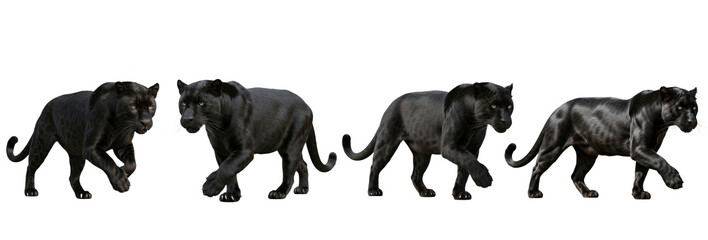 Set of realistic black panther collection isolated on transparent PNG background, oil paint
