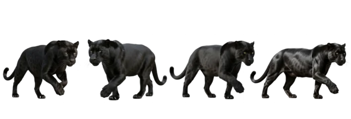 Fototapete Panther Set of realistic black panther collection isolated on transparent PNG background, oil paint  © KinggOlat