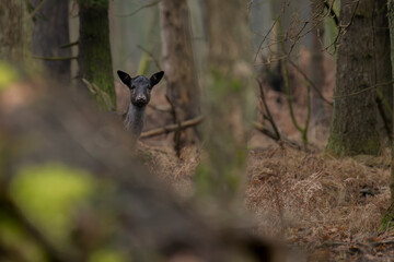 daniele byki i łanie chłopcy dziewczęta poroże łopaty w lesie