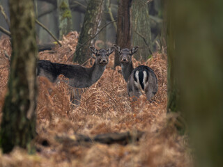 daniele byki i łanie chłopcy dziewczęta poroże łopaty w lesie