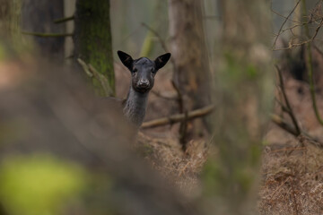 daniele byki i łanie chłopcy dziewczęta poroże łopaty w lesie