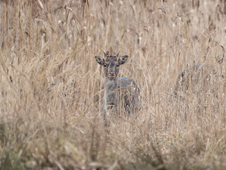 daniele byki i łanie chłopcy dziewczęta poroże łopaty w lesie